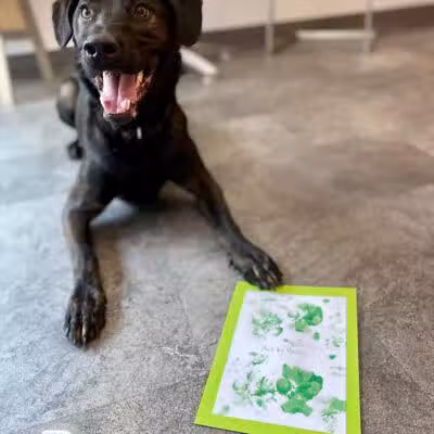 Dogtopia of Overland Park - Overland Park, KS