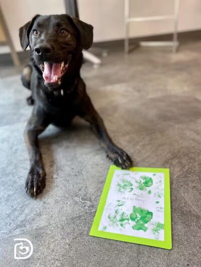 Dogtopia of Overland Park - Overland Park, KS