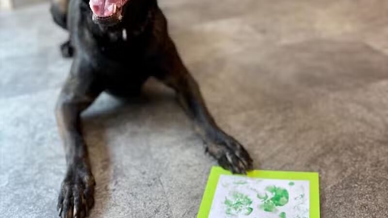 Dogtopia of Overland Park - Overland Park, KS