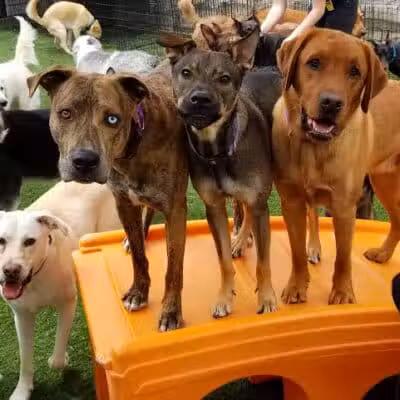 Dogtopia of Overland Park - Overland Park, KS