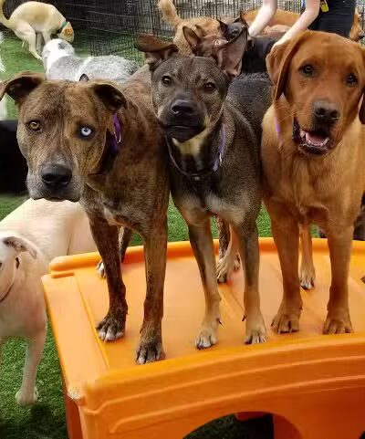 Dogtopia of Overland Park - Overland Park, KS