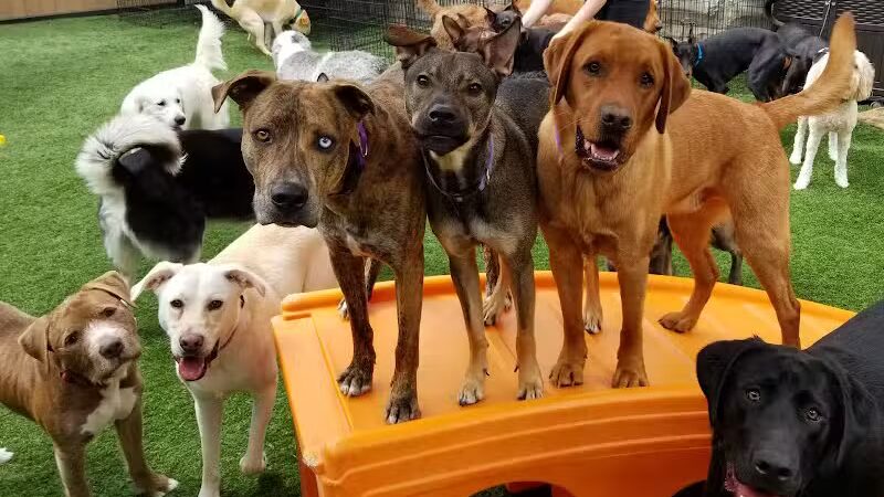 Dogtopia of Overland Park - Overland Park, KS