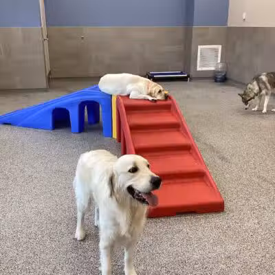 K9 Resorts Luxury Pet Hotel Overland Park - Overland Park, KS