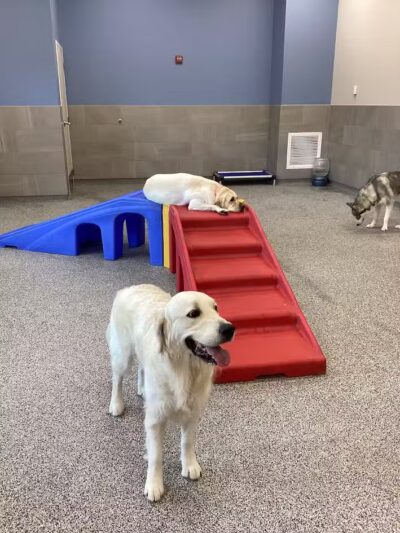 K9 Resorts Luxury Pet Hotel Overland Park - Overland Park, KS