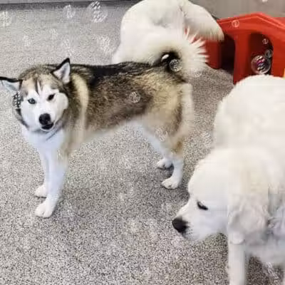 K9 Resorts Luxury Pet Hotel Overland Park - Overland Park, KS