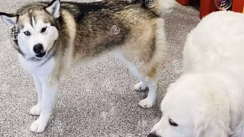 K9 Resorts Luxury Pet Hotel Overland Park - Overland Park, KS