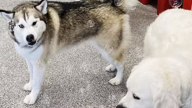 K9 Resorts Luxury Pet Hotel Overland Park - Overland Park, KS