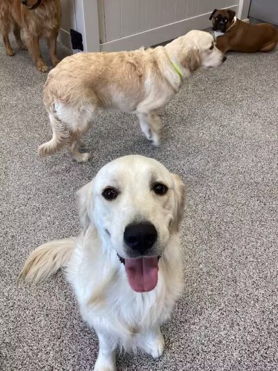 K9 Resorts Luxury Pet Hotel Overland Park - Overland Park, KS