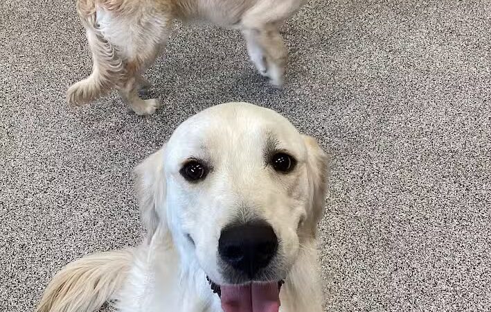 K9 Resorts Luxury Pet Hotel Overland Park - Overland Park, KS