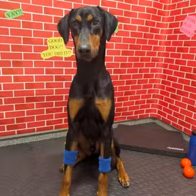 K9 Resorts Luxury Pet Hotel Overland Park - Overland Park, KS