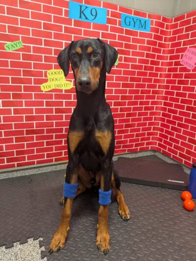 K9 Resorts Luxury Pet Hotel Overland Park - Overland Park, KS
