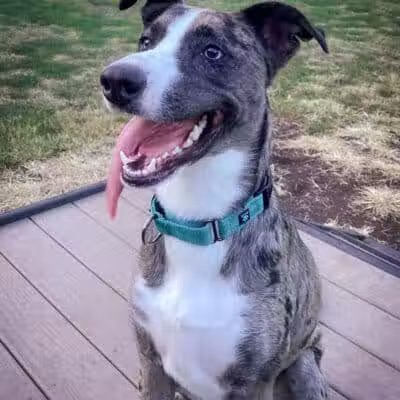 K9 Resorts Luxury Pet Hotel Overland Park - Overland Park, KS