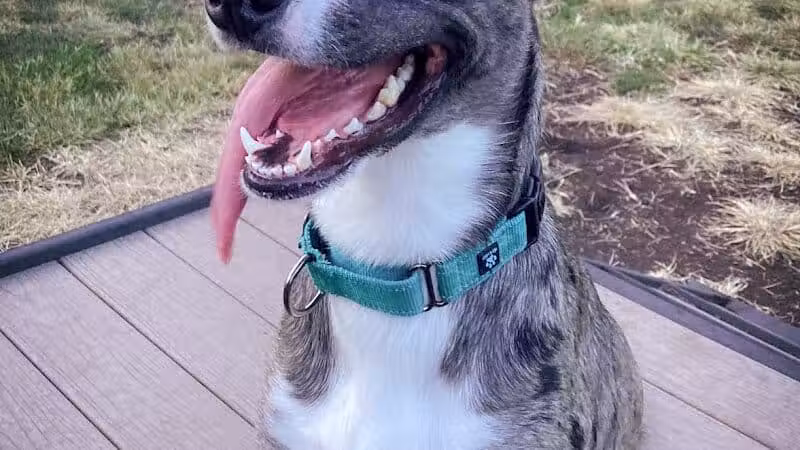 K9 Resorts Luxury Pet Hotel Overland Park - Overland Park, KS