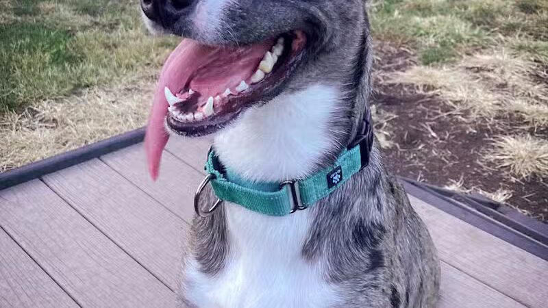 K9 Resorts Luxury Pet Hotel Overland Park - Overland Park, KS