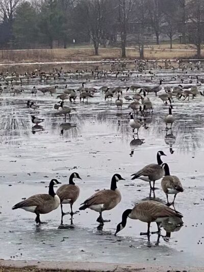 Kingston Lake Park - Overland Park, KS