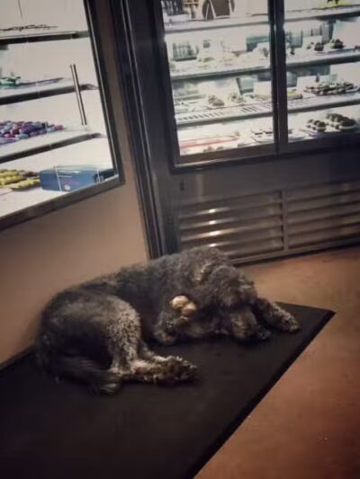 Three Dog Bakery Overland Park - Overland Park, KS