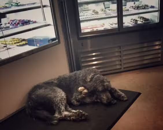 Three Dog Bakery Overland Park - Overland Park, KS