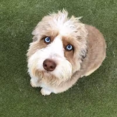 Woof's Play & Stay - South Overland Park - Overland Park, KS