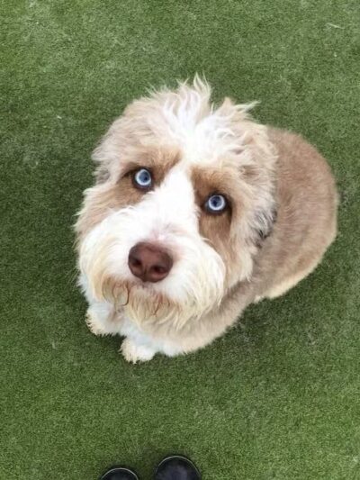 Woof's Play & Stay - South Overland Park - Overland Park, KS