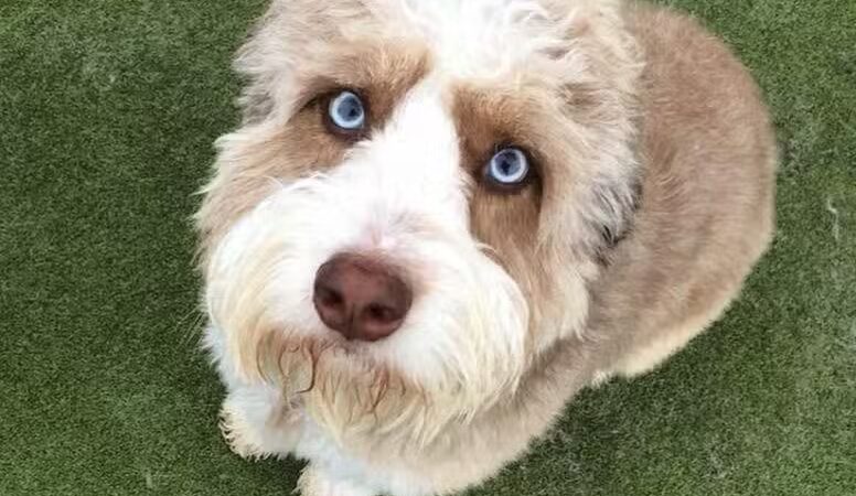 Woof's Play & Stay - South Overland Park - Overland Park, KS