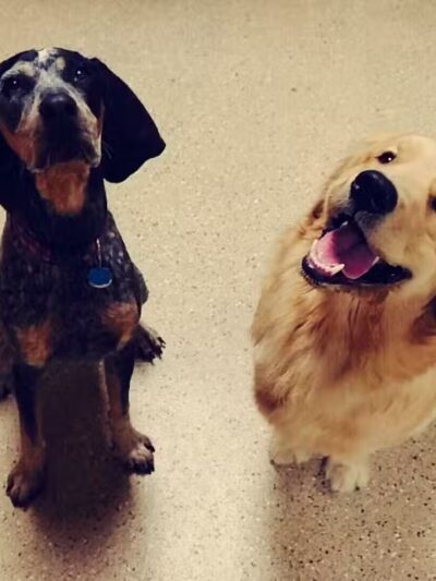 Woof's Play & Stay - South Overland Park - Overland Park, KS