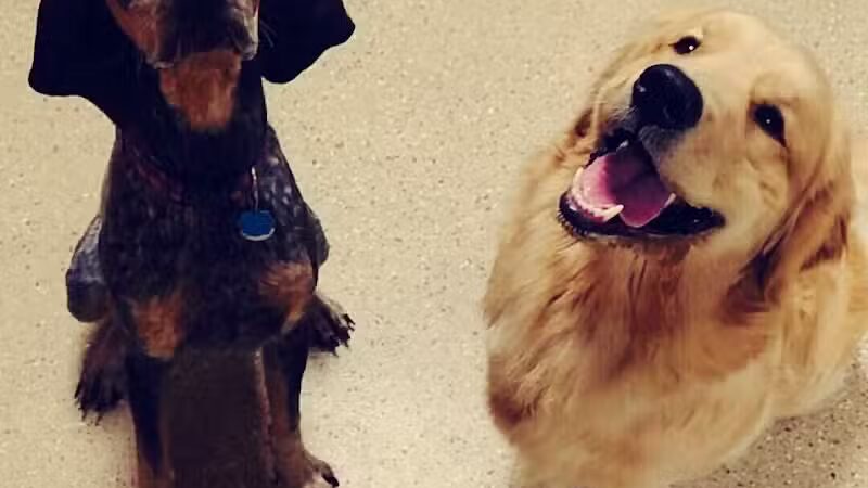 Woof's Play & Stay - South Overland Park - Overland Park, KS