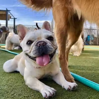 Woof's Play & Stay - South Overland Park - Overland Park, KS