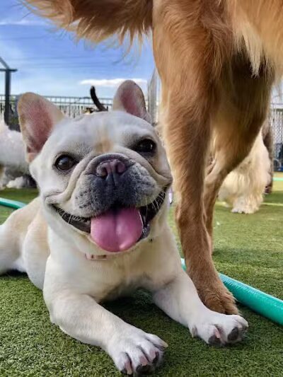 Woof's Play & Stay - South Overland Park - Overland Park, KS