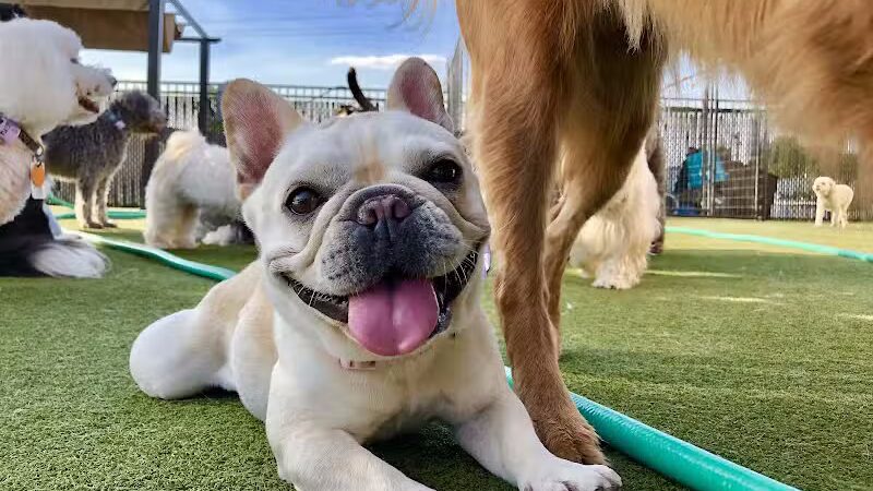 Woof's Play & Stay - South Overland Park - Overland Park, KS