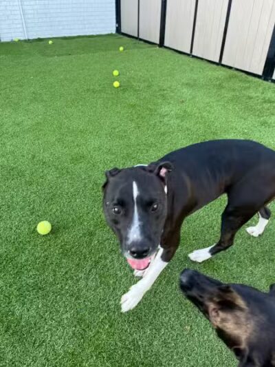 Woof's Play & Stay - South Overland Park - Overland Park, KS