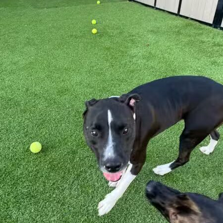 Woof's Play & Stay - South Overland Park - Overland Park, KS