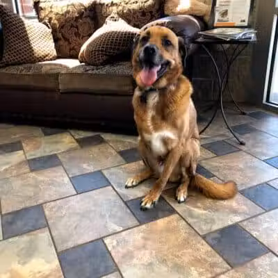 Woof's Play & Stay - South Overland Park - Overland Park, KS