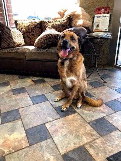 Woof's Play & Stay - South Overland Park - Overland Park, KS