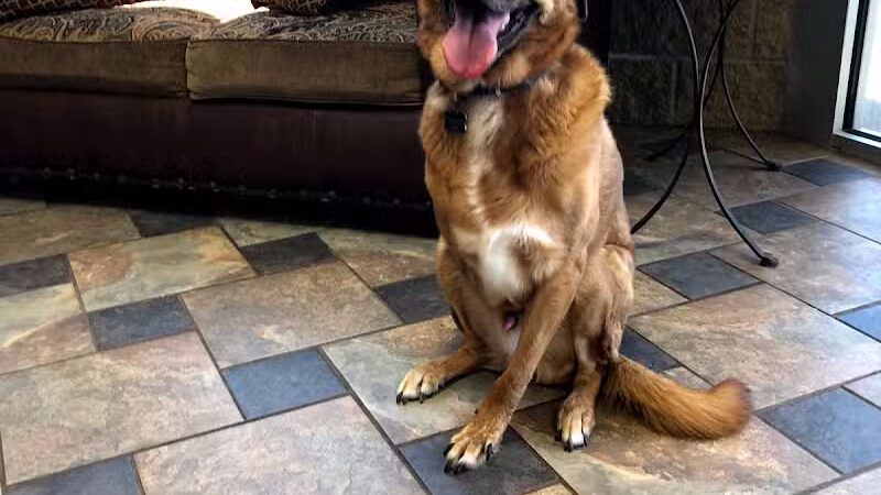 Woof's Play & Stay - South Overland Park - Overland Park, KS