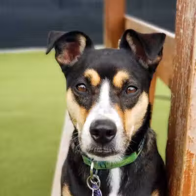 Woof's Play & Stay - South Overland Park - Overland Park, KS