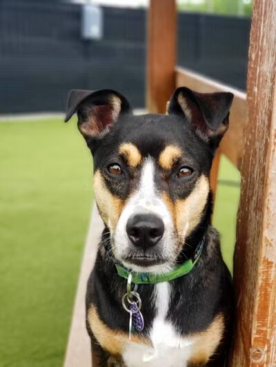 Woof's Play & Stay - South Overland Park - Overland Park, KS