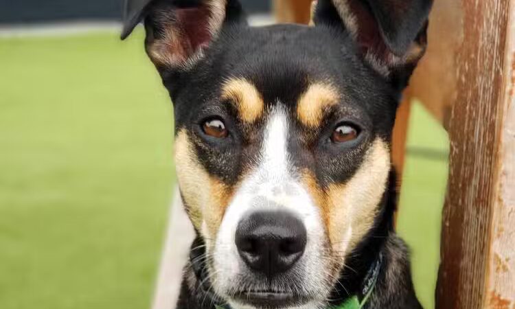 Woof's Play & Stay - South Overland Park - Overland Park, KS