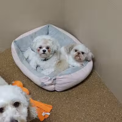 Woof's Play & Stay - South Overland Park - Overland Park, KS