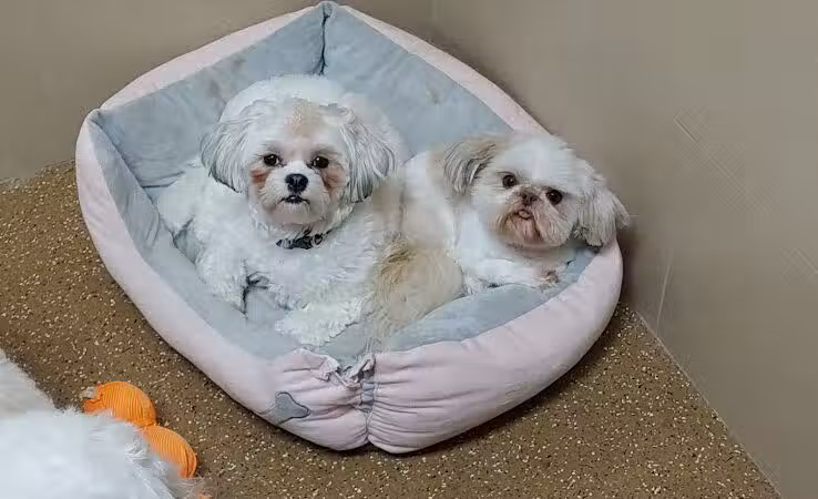 Woof's Play & Stay - South Overland Park - Overland Park, KS