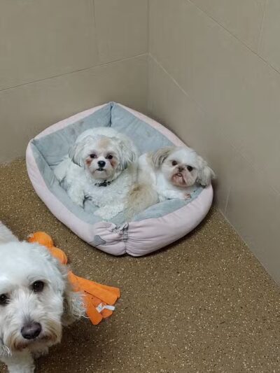 Woof's Play & Stay - South Overland Park - Overland Park, KS