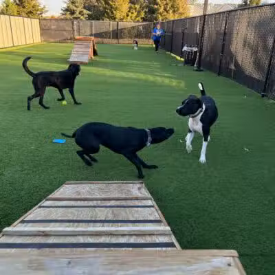 Woof's Play & Stay - South Overland Park - Overland Park, KS