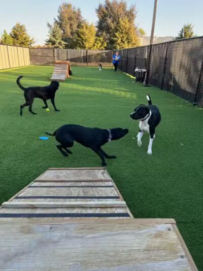Woof's Play & Stay - South Overland Park - Overland Park, KS