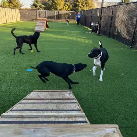Woof's Play & Stay - South Overland Park - Overland Park, KS