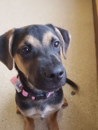 Woof's Play & Stay - South Overland Park - Overland Park, KS