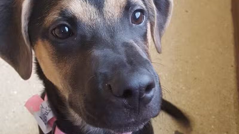 Woof's Play & Stay - South Overland Park - Overland Park, KS