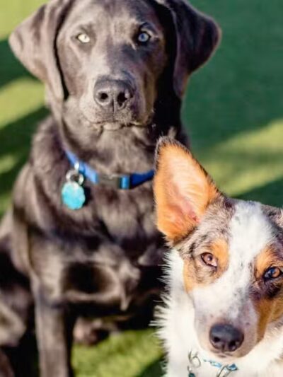 Woof's Play & Stay - South Overland Park - Overland Park, KS