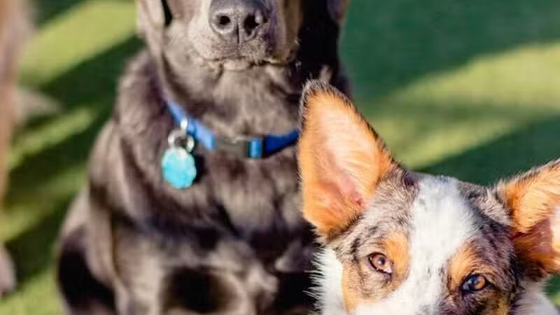 Woof's Play & Stay - South Overland Park - Overland Park, KS