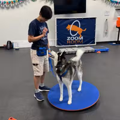 Zoom Room Dog Training - Overland Park - Overland Park, KS