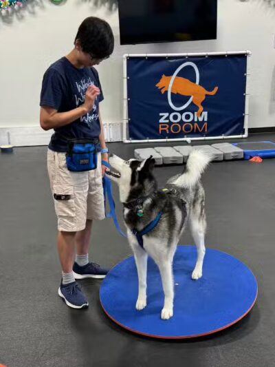 Zoom Room Dog Training - Overland Park - Overland Park, KS