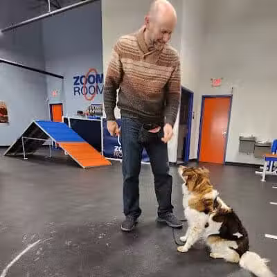 Zoom Room Dog Training - Overland Park - Overland Park, KS